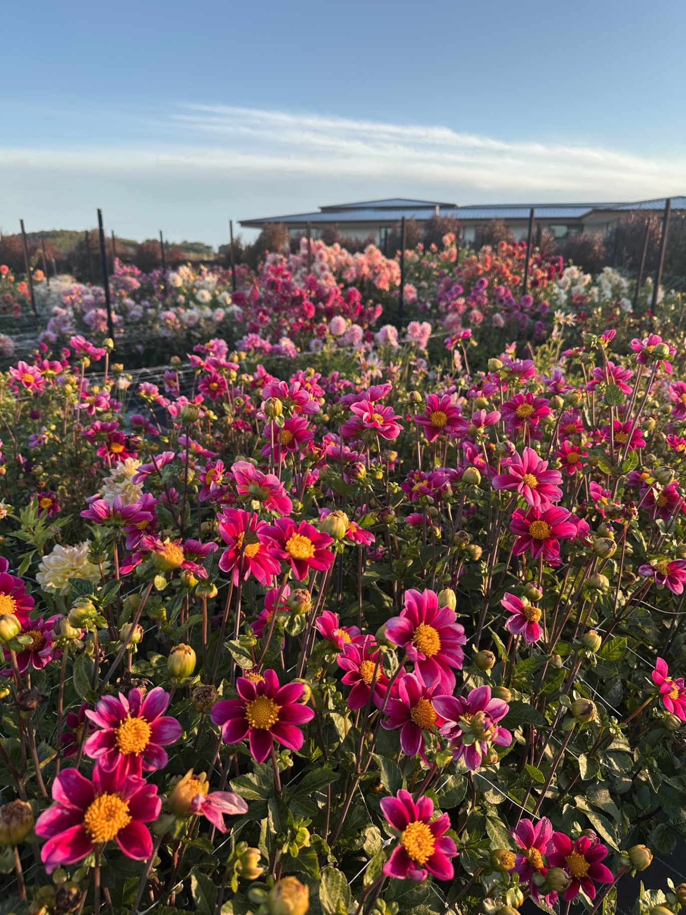 Rows of pink and burgundy dahlias in bloom at golden hour on a flower farm in Lincoln, Canterbury.